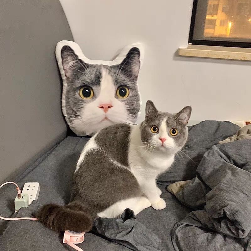Custom Pet Pillow Display – A Cat and Its Big-Head Pillow