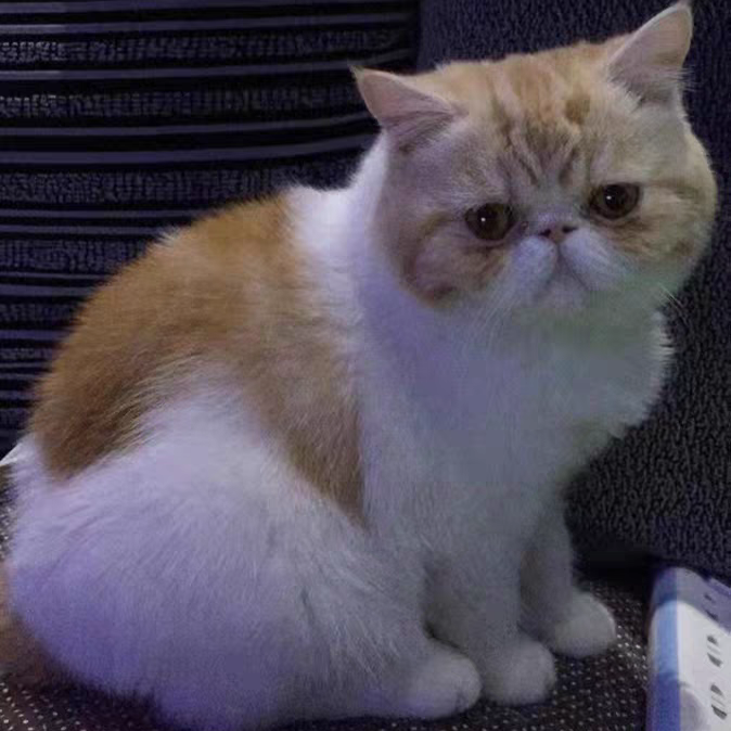 A chubby cute yellow and white cat soft ceramic sculpture
